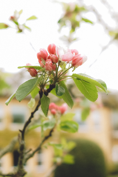 Close up of flowers blooming in the Dunrave Arms Hotel Gardens