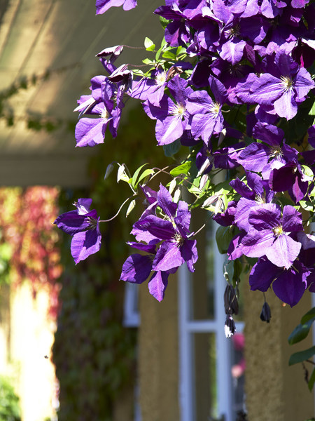 Purple Hanging Basket Close Up (1)