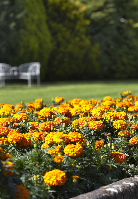 Marigolds In The Garden (1)