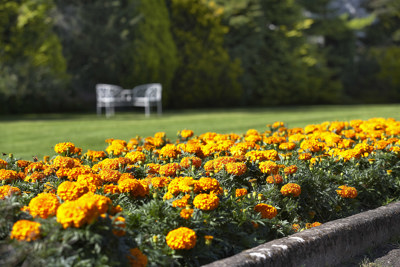 Marigolds In The Garden
