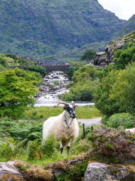 Sheep At Gap Of Dunloe County Kerry.Tif TI72YMQ