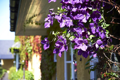 Purple Hanging Basket Close Up